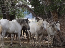 Gorgeous grays.